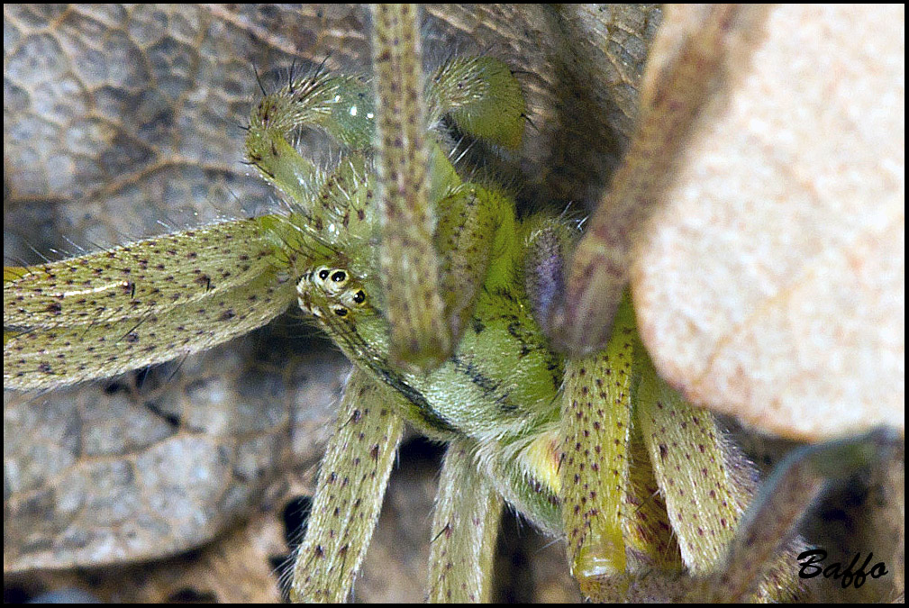 Micrommata virescens